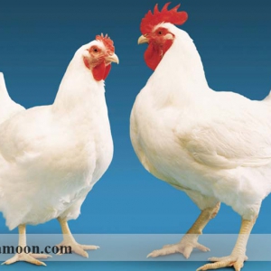 تعیین جنسیت مرغ گوشتی و تخمگذار