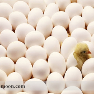 هر آنچه که در مورد جوجه کشی در پرورش مرغ و خروس لاری باید بدانید