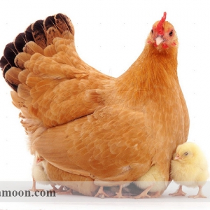 توجیه اقتصادی و طرح توجیهی پرورش مرغ بومی