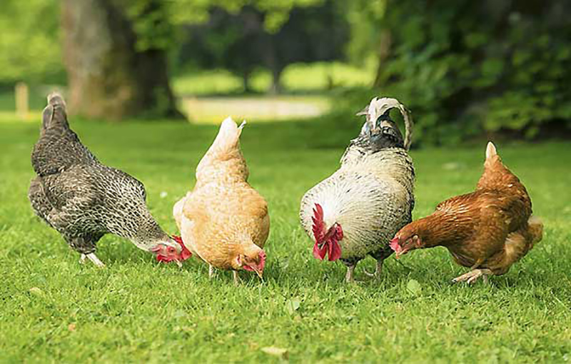  عوامل مؤثر بر قدرت باروری مرغ و خروس بومی11