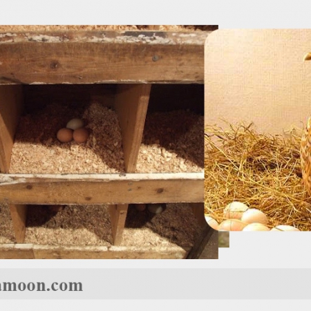 آشنایی با لانه تخم گذاری و چوب خواب در پرورش مرغ محلی