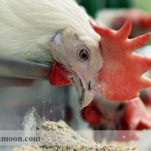 مدیریت خوراک دهی در پرورش مرغ و خروس لاری