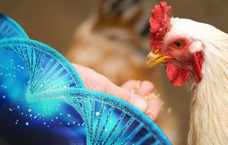 ژن و ارتباط­های ژنی در اصلاح مرغ و خروس لاری
