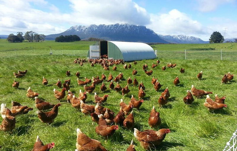 پیشگیری از بروز بیماری در پرورش مرغ ارگانیک