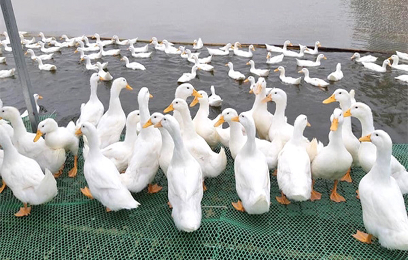 پرورش مدرن اردک پلاک گذاری روی بال اردک