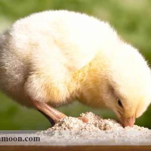 عوامل تاثیر گذار جوجه در آوری تخم مرغ