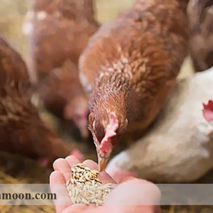 تغذیه مرغ به روش ارگانیک