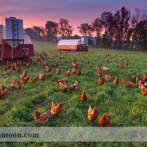 راهنمای تبدیل زمین کشاورزی برای پرورش مرغ ارگانیک