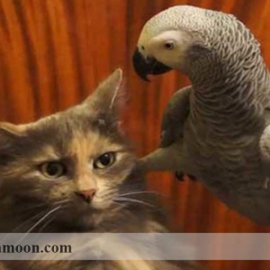 رابطه کاسکو با حیوان یا پرنده خانگی دیگر