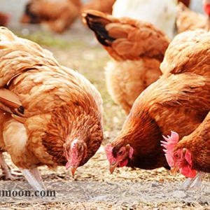 پیشگیری از بروز بیماری در پرورش مرغ ارگانیک