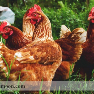 مدیریت محدوده پرورش مرغ ارگانیک