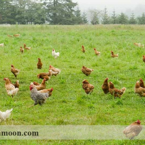 استانداردهای بین المللی ، منطقه ای و ملی پرورش مرغ ارگانیک