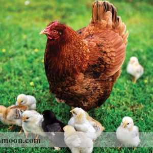 شرایط عناصر تغذیه ای جهت استفاده در جیره غذایی مرغ ارگانیک