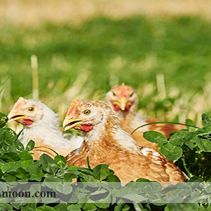 راهنمای کامل پرورش مرغ ارگانیک