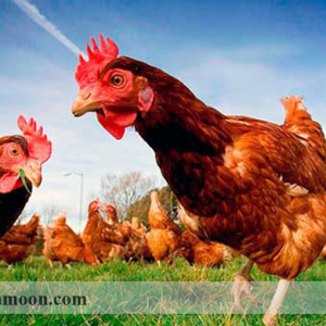 تاریخچه پرورش مرغ ارگانیک در ایران