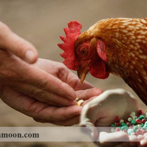 مکانیسم عمل آنتی بیوتیک های محرک رشد در پرورش مرغ ارگانیک