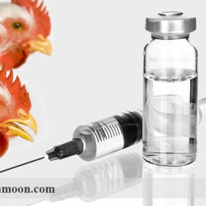 واکسیناسیون و کنترل بیماری در مرغ ارگانیک