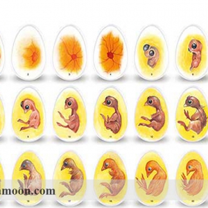 مراحل رشد و تکامل جنین در تخم مرغ