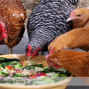 جیره و احتیاجات مرغ ها در پرورش ارگانیک