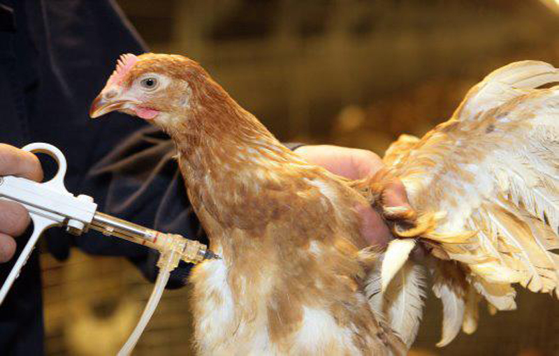 واکسیناسیون و کنترل بیماری در مرغ ارگانیک