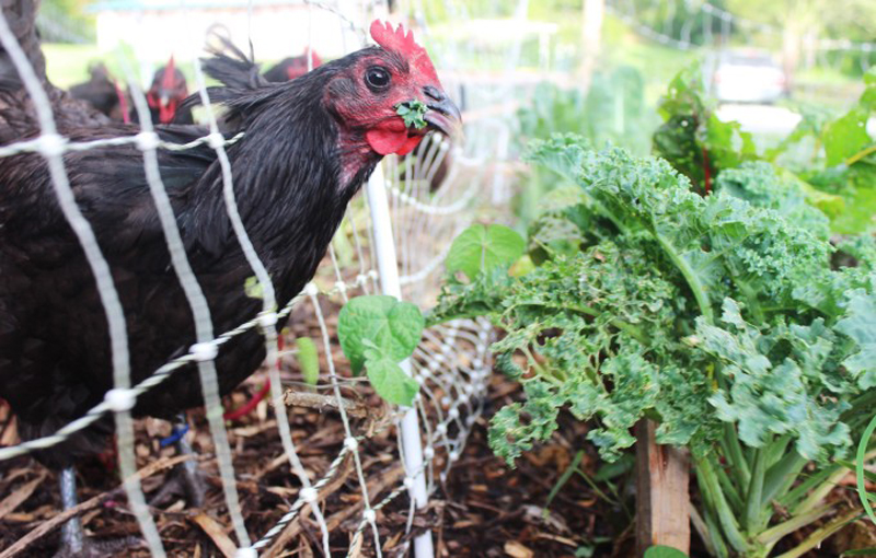 جیره مرغ ارگانیک احتیاجات مرغ ها در پرورش ارگانیک