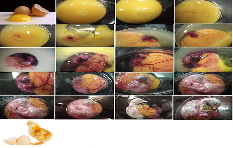 مراحل رشد و تکامل جنین در تخم مرغ