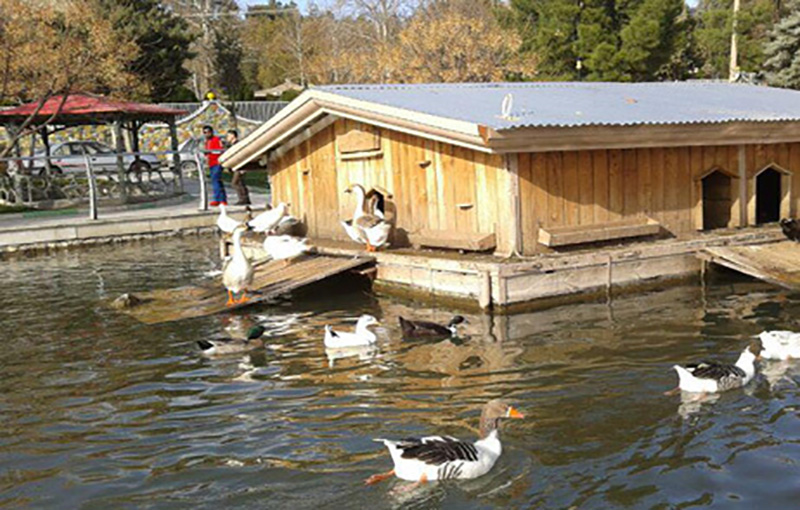 آنفلوآنزای اردک بیماری عفونی اردک 