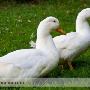بیماری آنتریت ویروسی اردک(علایم،پیشگیری،درمان)