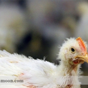 بیماری برونشیت عفونی مرغ تخمگذار1
