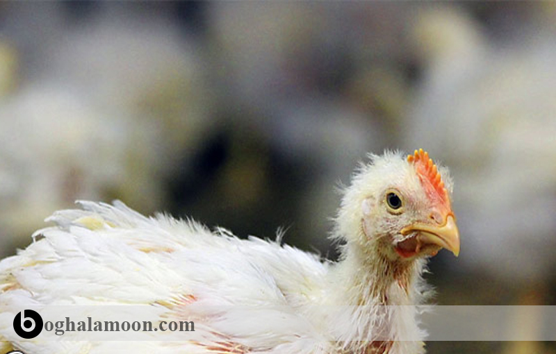 بیماری برونشیت عفونی مرغ تخمگذار1