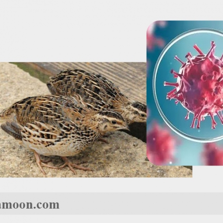 بیماری عفونت باکرونا ویروس در پرندگان(علائم،پیشگیری،درمان)