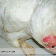 بیماری نیوکاسل مرغ تخمگذار
