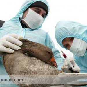بیماریهای میکروبی و قارچی اردک