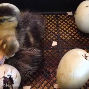 جوجه کشی اردک - نگهداری تخم اردک
