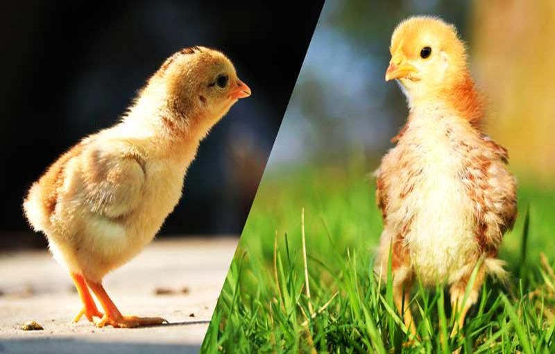 عوامل تاثیر گذار بر باروری و جوجه در آوری تخم مرغ