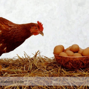 آب و کیفیت شیمیایی لازم برای پرورش مرغ تخمگذار