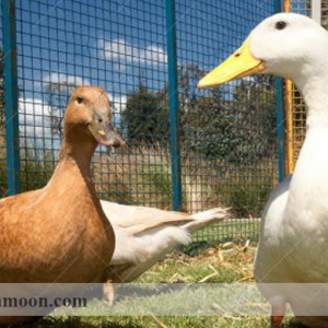 هر آنچه که درمورد مسمومیت اردک باید بدانید