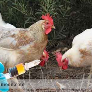 هرآنچه که در مورد واکسیناسیون مرغ تخمگذار باید بدانید