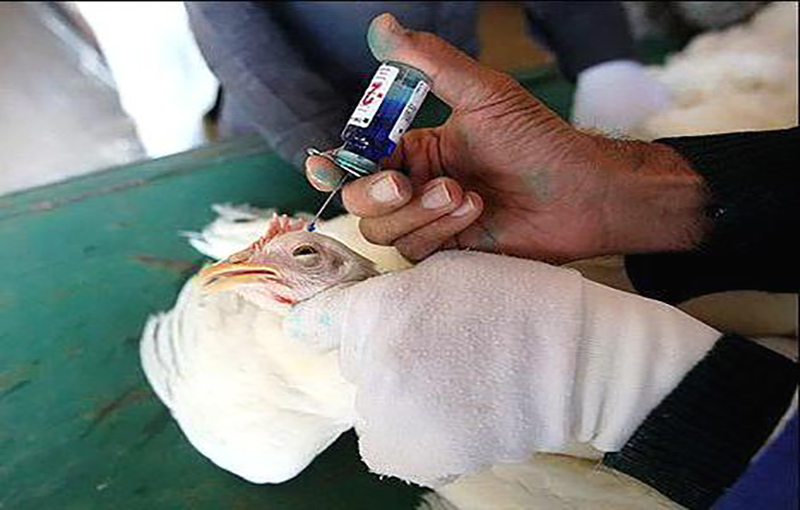 واکسیناسیون مرغ تخمگذار1