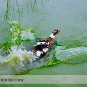 پرورش اردک در آب