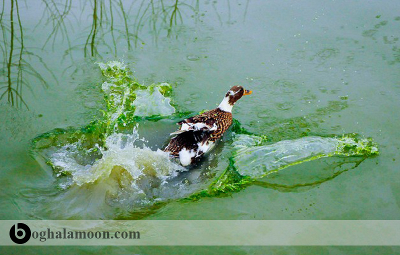 پرورش اردک در آب