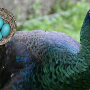 کلیات پرورش طاووس و مشخصات کلی آن