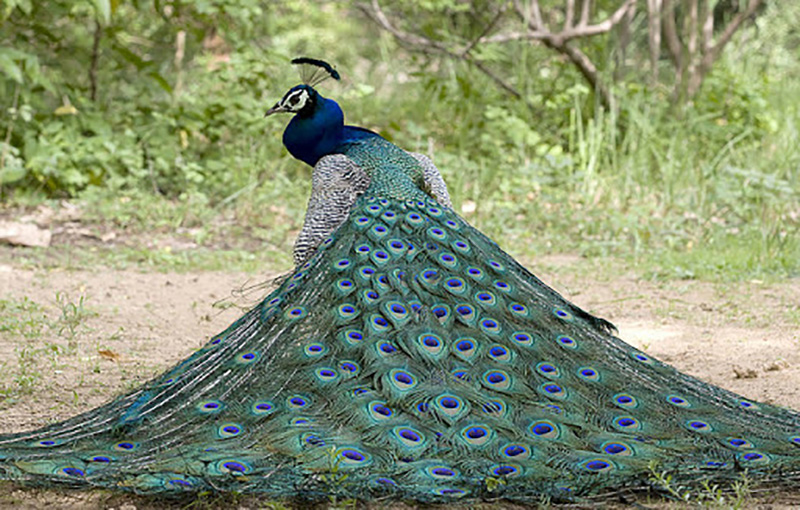 پرورش طاووس1