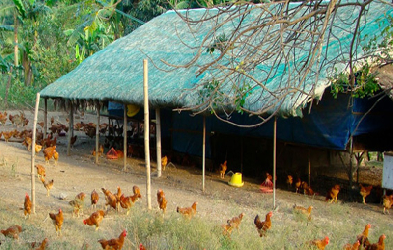 آشیانه و محل نگهداری مرغ ارگانیک