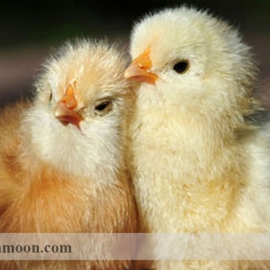 راهنمای کنترل مرغ کرچ در مزرعه