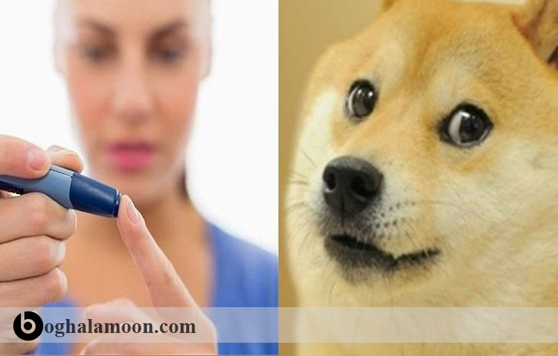 افت قند خون در سگها و آشنایی با دستگاه گردش خون