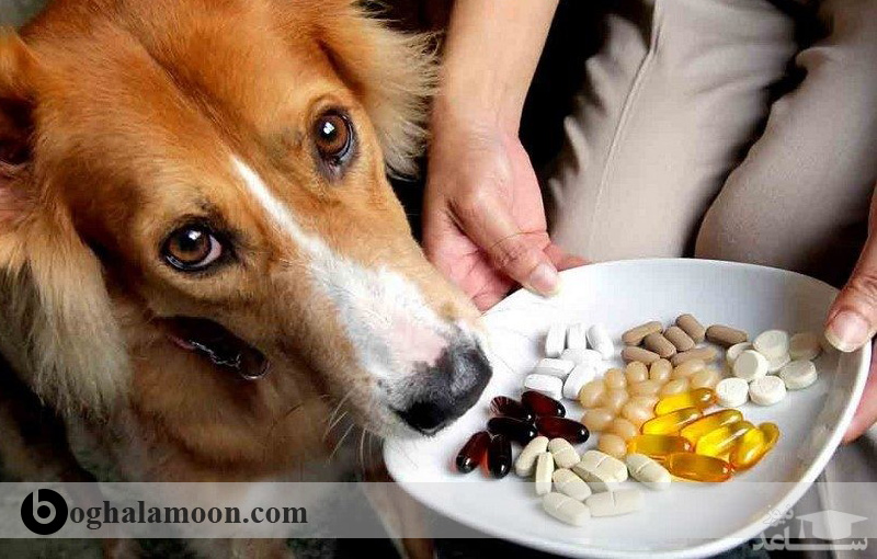 روشهای دارو دادن به سگ(داروی گوش،داروی چشم،خوراندن قرص….)