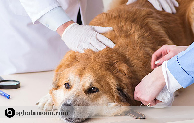 درمان سگ تصادفی