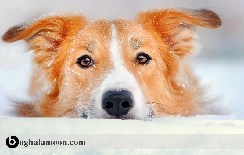 گرمازدگی و سرمازدگی در سگها و نحوه مقابله باآن