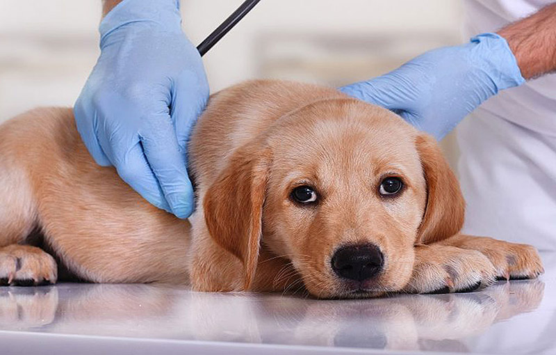 معاینات اورژانسی سگ